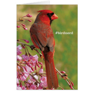 Cardenal septentrional