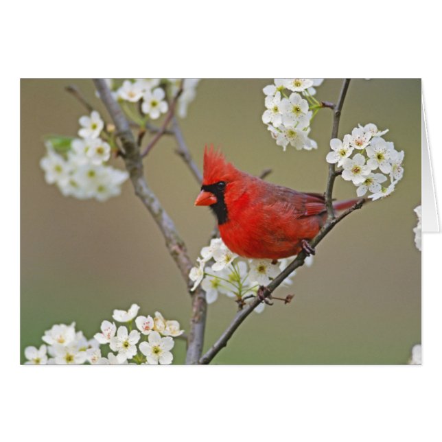 Cardenal septentrional (Anverso (Horizontal))