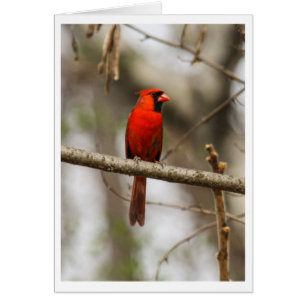Cardenal septentrional