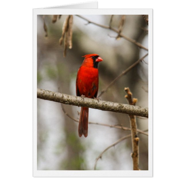 Cardenal septentrional (Frente)