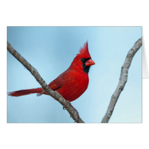 Cardenal septentrional
