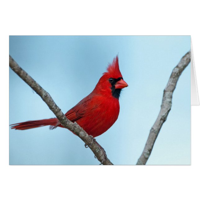 Cardenal septentrional (Anverso (Horizontal))