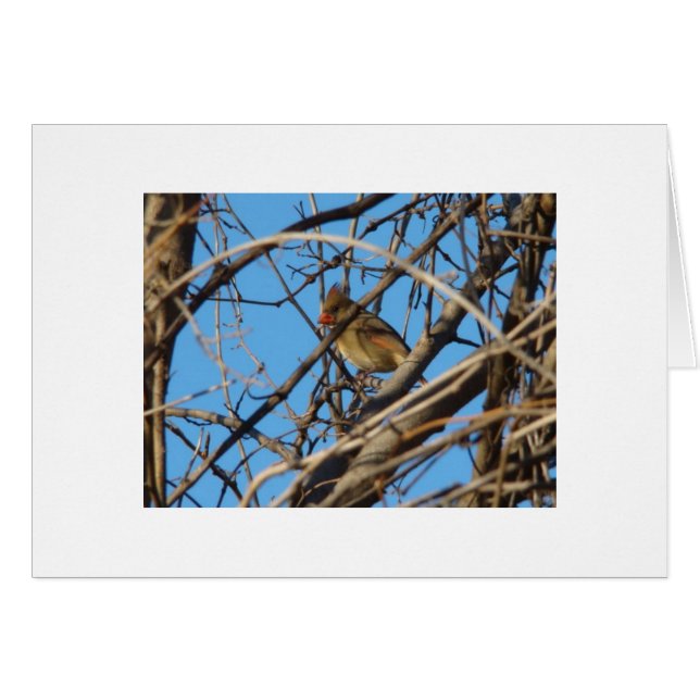 Cardenal septentrional de sexo femenino (Anverso (Horizontal))