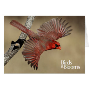 Cardenal septentrional en vuelo