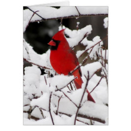 Cardenal sobre la nieve fresca