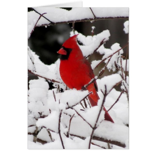 Cardenal sobre la nieve fresca (Frente)