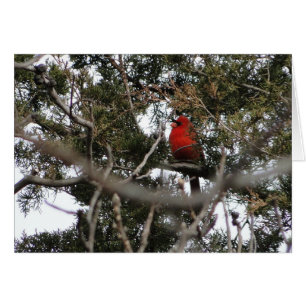Cardenal y cedro