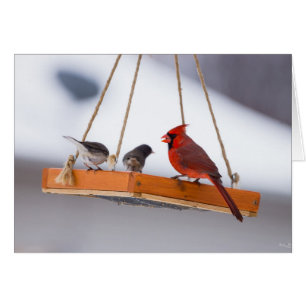 Cardenal y Juncos