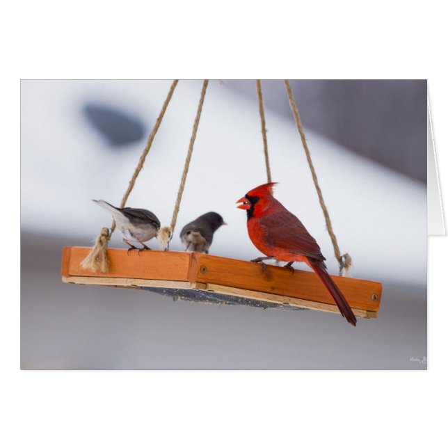 Cardenal y Juncos (Anverso (Horizontal))