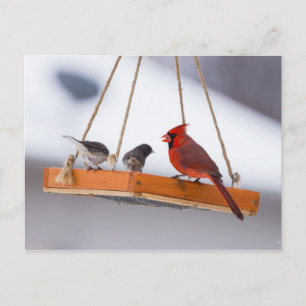 Cardenal y postal Juncos