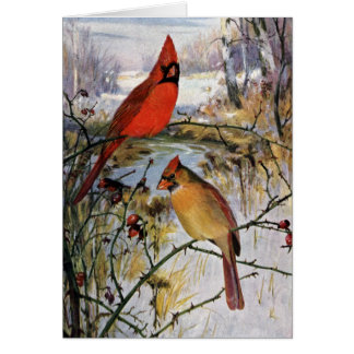 Cardenales en invierno