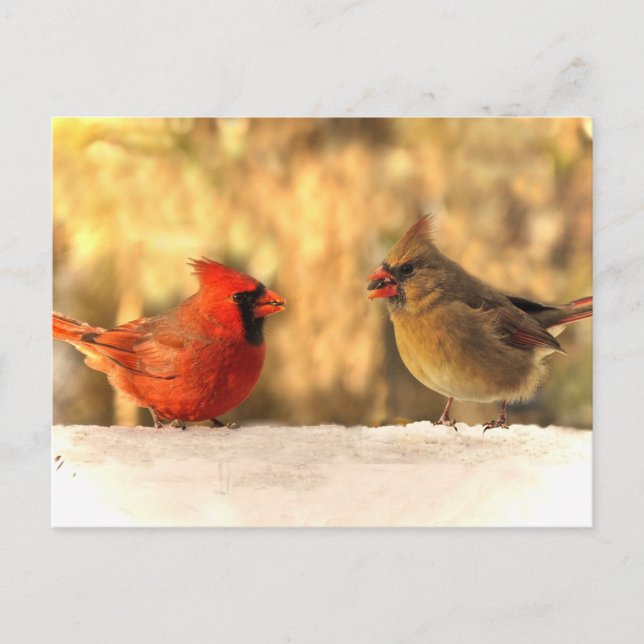 Cardenales en la postal de otoño (Anverso)
