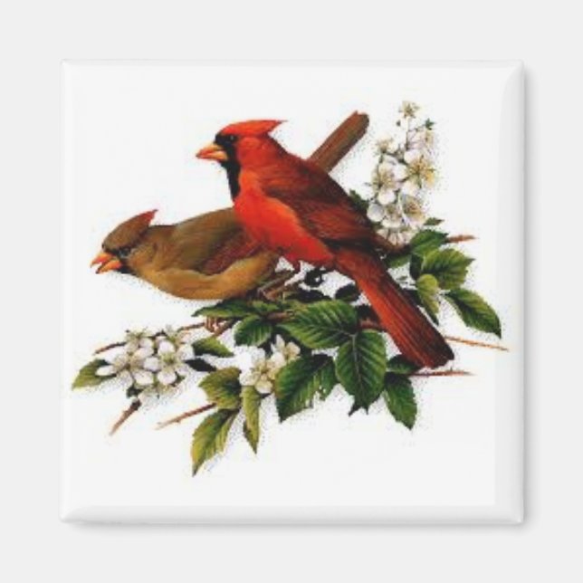 Cardenales en un imán cuadrado (Frente)