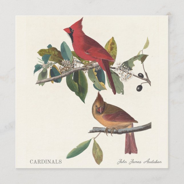 Cardenales por John James Audubon (Anverso)