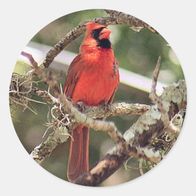 Cardenales rojos machos Pegatinas redondos (Anverso)