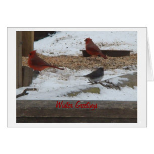 Cardenales y Junco del invierno