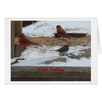 Cardenales y Junco del invierno