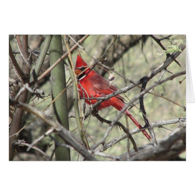 Cardinal (Anverso (Horizontal))