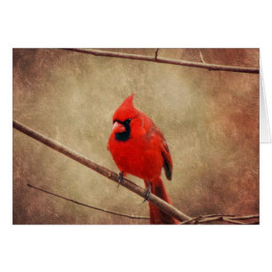 Cardinal
