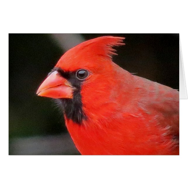 Cardinal (Anverso (Horizontal))