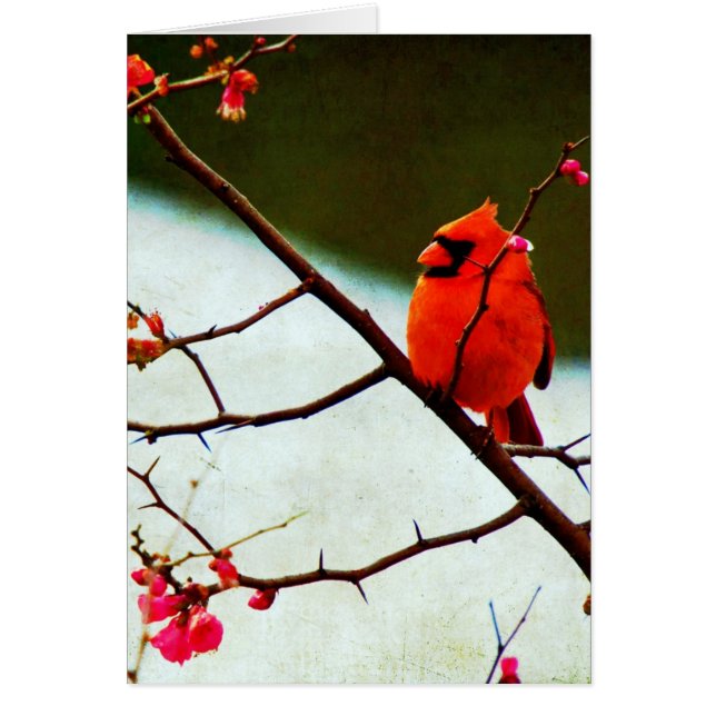 Cardinal (Frente)