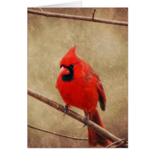 Cardinal