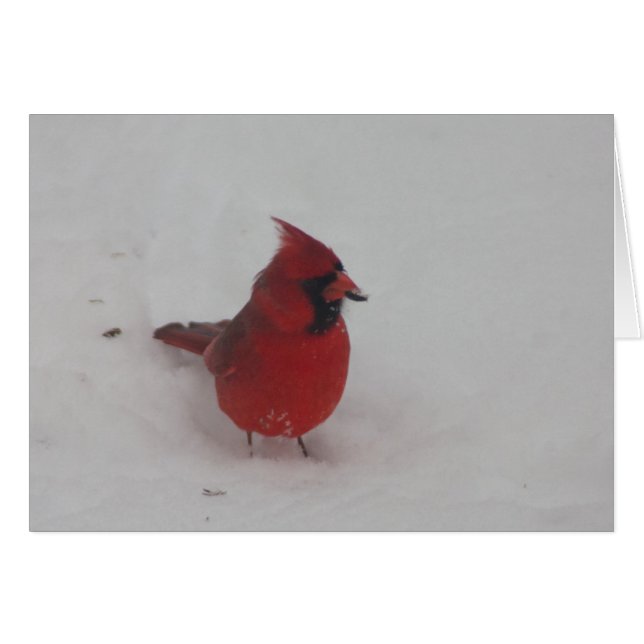 Cardinal (Anverso (Horizontal))