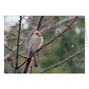 Cardinal 4539 Tarjeta en blanco