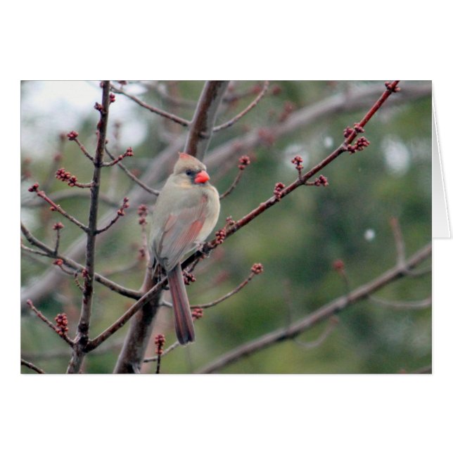 Cardinal 4539 Tarjeta en blanco (Anverso (Horizontal))