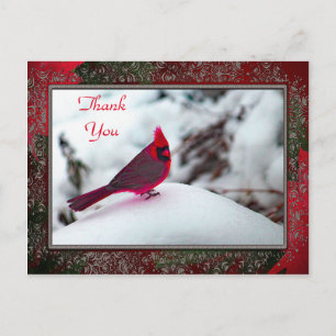 Cardinal 6241 fotograma postal TY