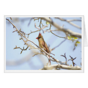 Cardinal en primavera