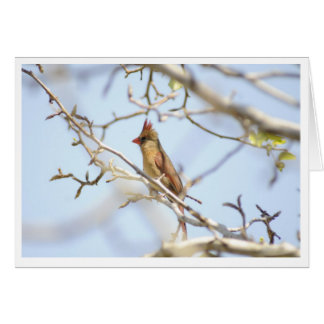 Cardinal en primavera