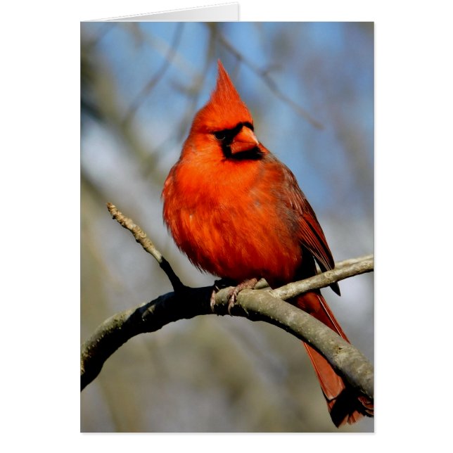 Cardinal Escudo Card (Frente)