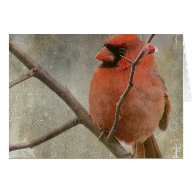 Cardinal Grunge (Anverso (Horizontal))