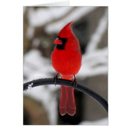 Cardinal Perching