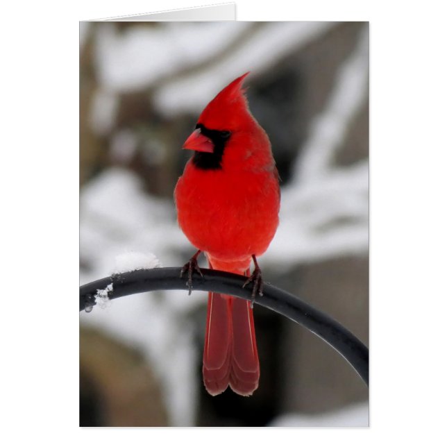 Cardinal Perching (Frente)