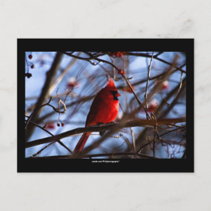 Cardinal - postal