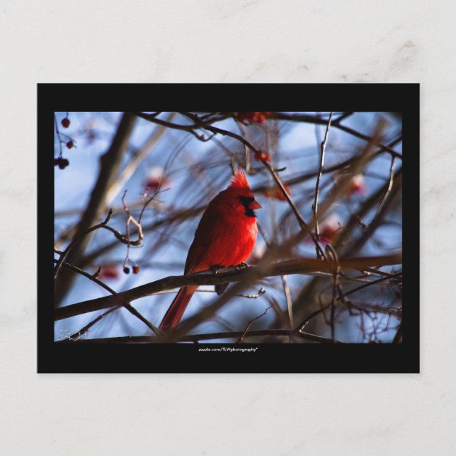 Cardinal - postal (Anverso)