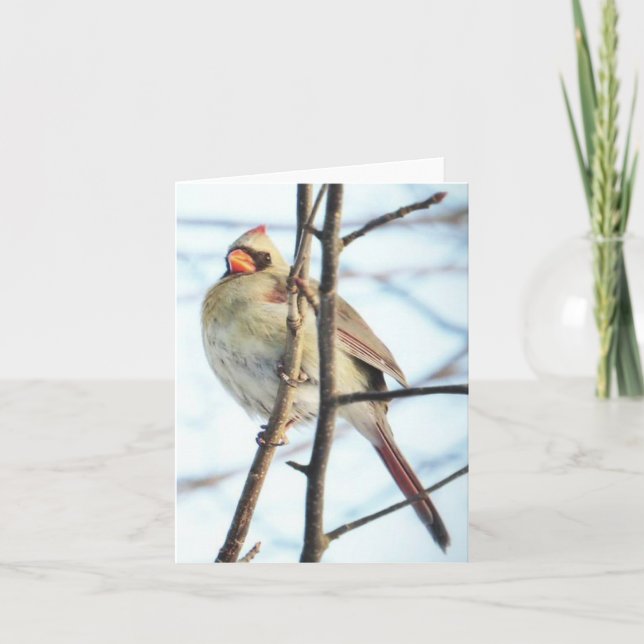Cardinal - Tarjeta de saludo en blanco (Anverso)