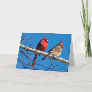 Cardinales de tarjetas de felicitación en blanco p