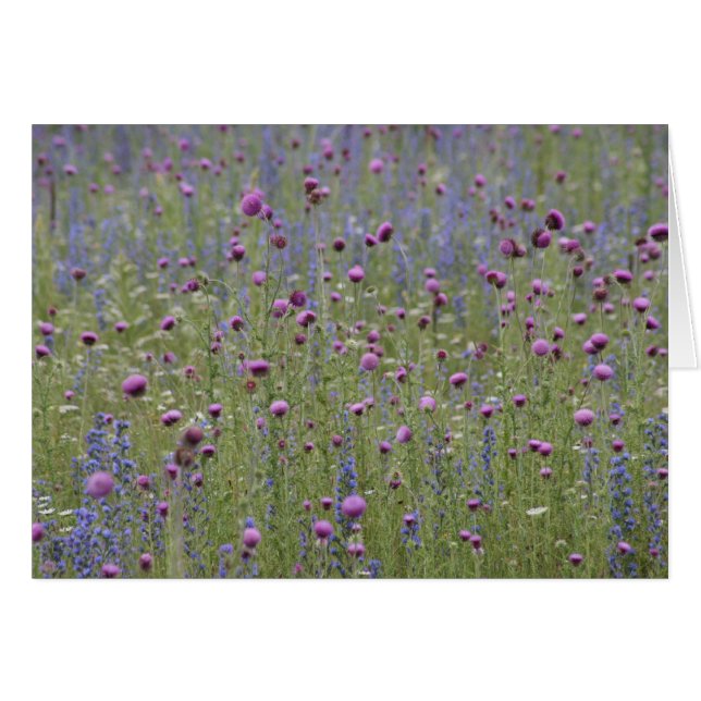 Cardo y flores salvajes de la distensión púrpura (Anverso (Horizontal))