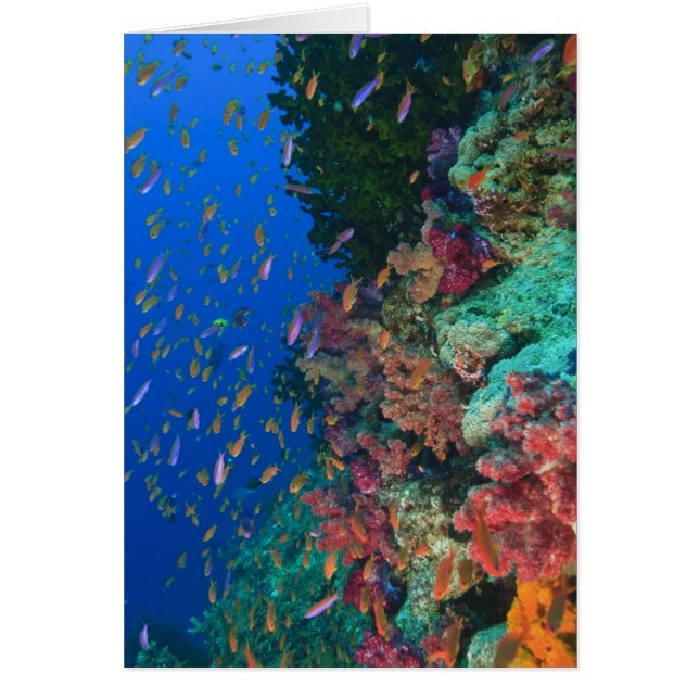 Cardumen de Anthias hadas (Pseudanthias (Frente)