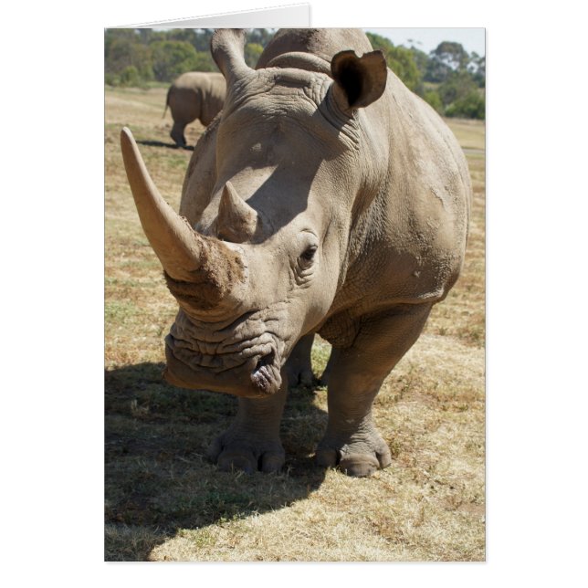 Cargo de rinocerontes (Frente)