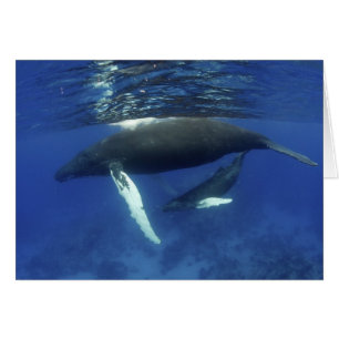 Caribe, archipiélago de las Antillas Mayores,