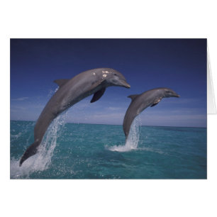 Caribe, delfines mulares Tursiops