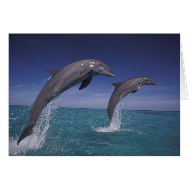 Caribe, delfines mulares Tursiops (Anverso (Horizontal))