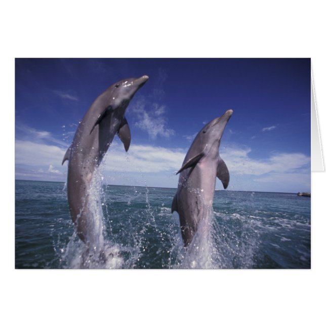 Caribe, delfines mulares Tursiops (Anverso (Horizontal))