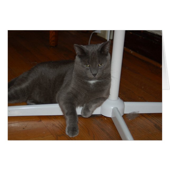 Carl Angry Kitty (Anverso (Horizontal))