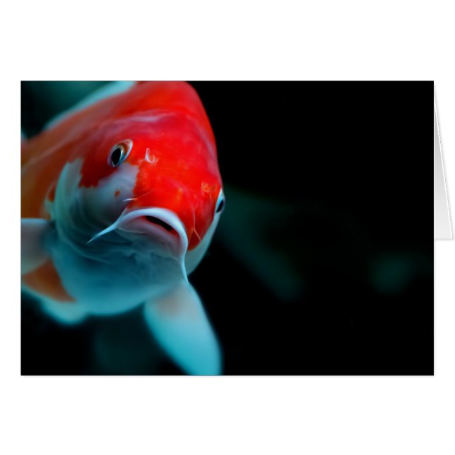 Carne de Koi (Anverso (Horizontal))