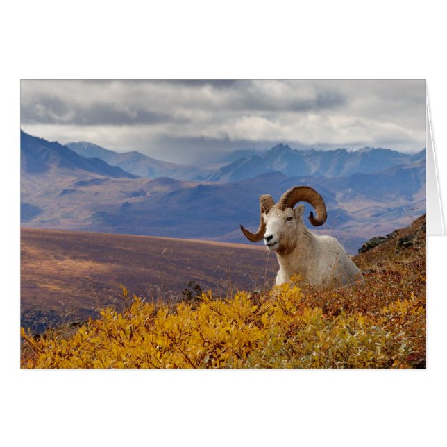 carnero de Dall, Ovis dalli (Anverso (Horizontal))